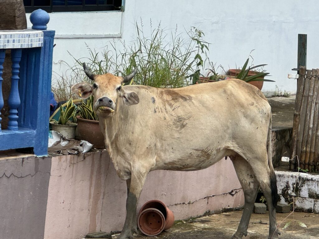 放し飼いの牛